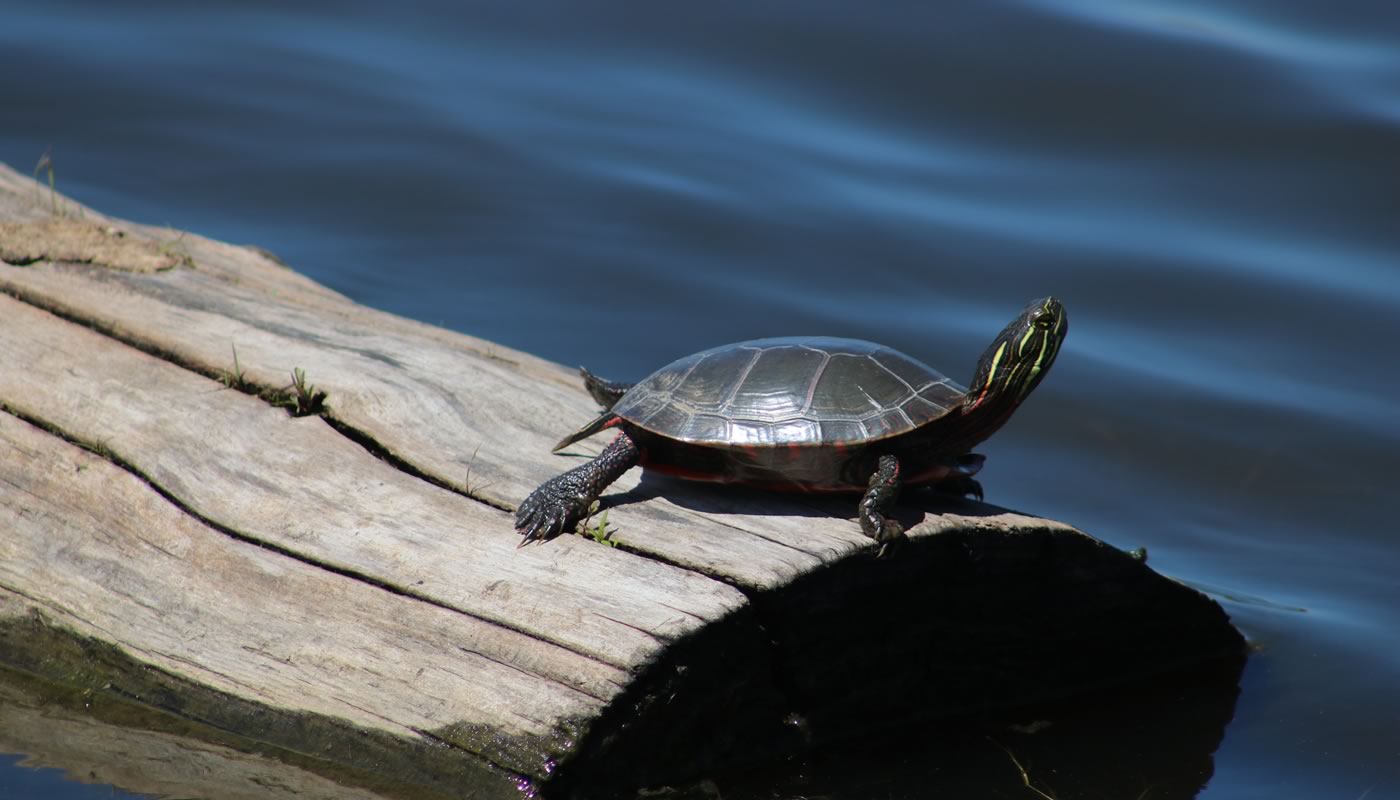 a painted turtle on a log at Burham Prairie