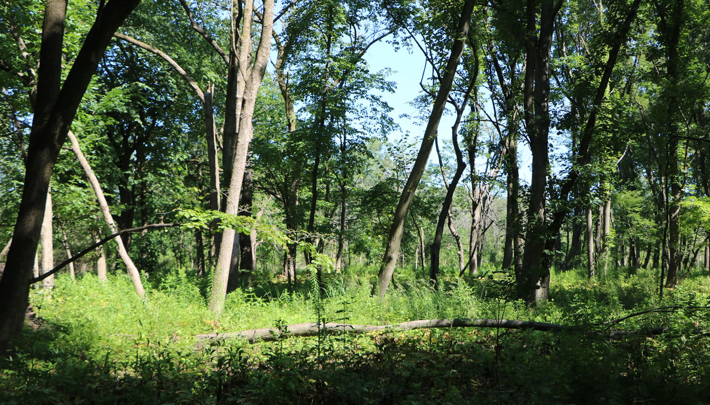 open woodland at Eggers Grove