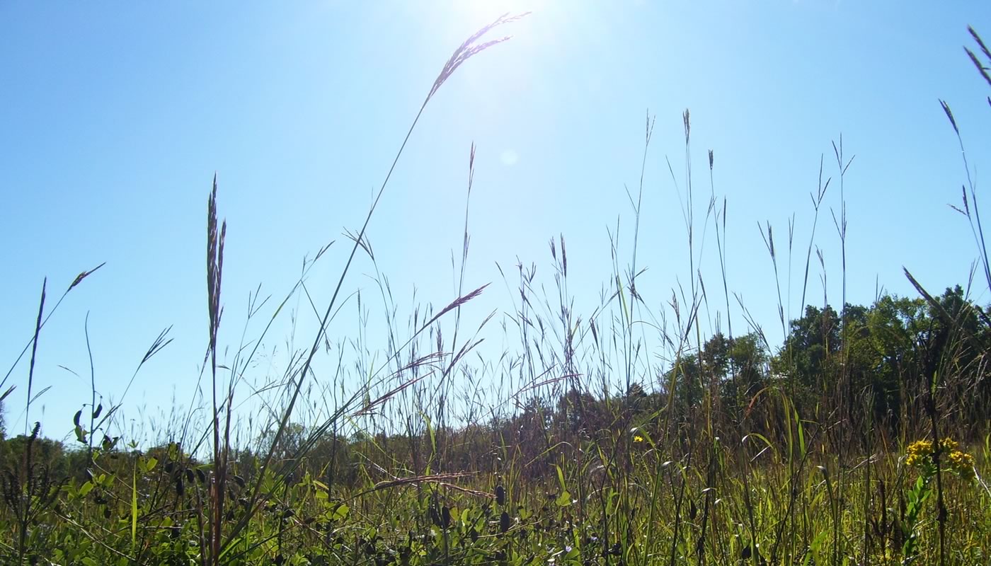 prairie grasses at Sagawau Environmental Learning Center