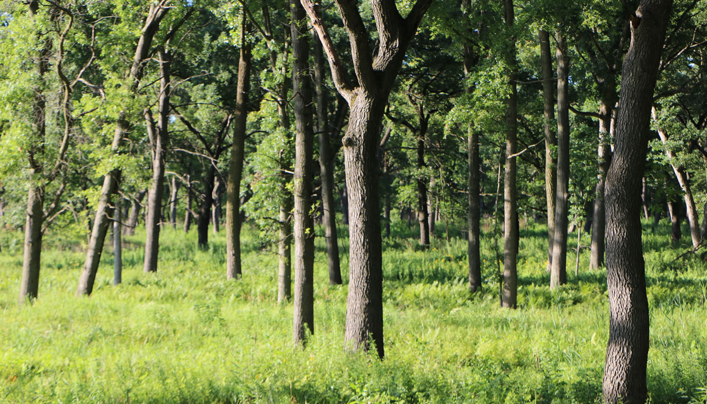 open woodland at Thornton-Lansing Road Nature Preserve