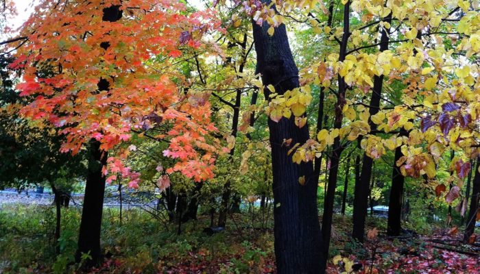 trees with orange and yellow leaves at Trailside Museum