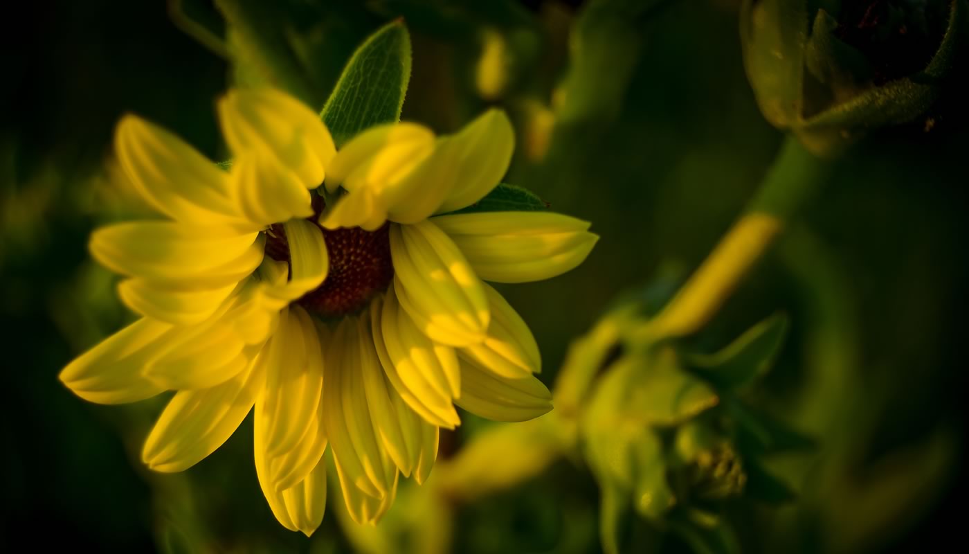 Close up image of Silphium plant at Deer Grove-East