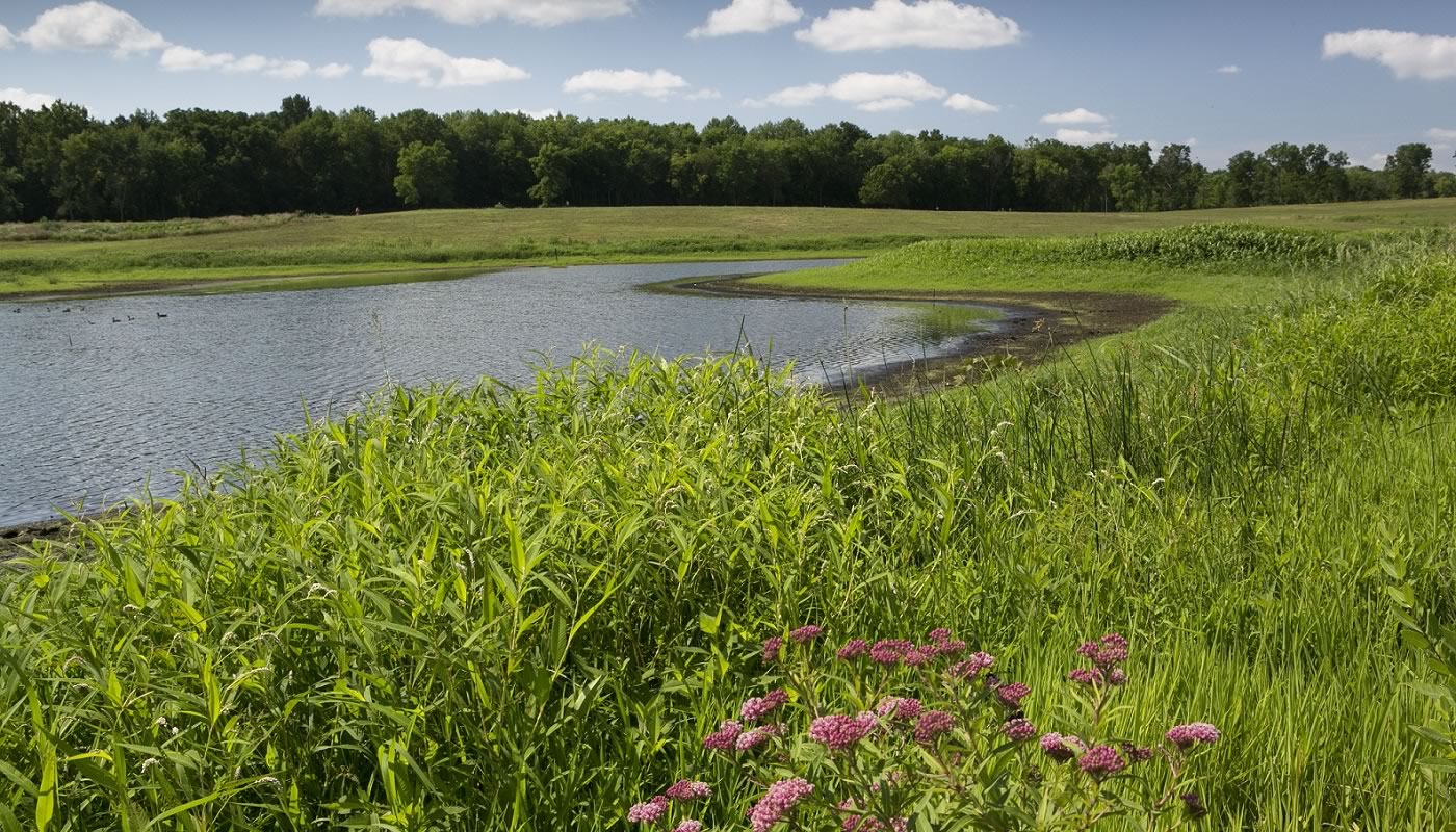 a wetland area at Deer Grove-East