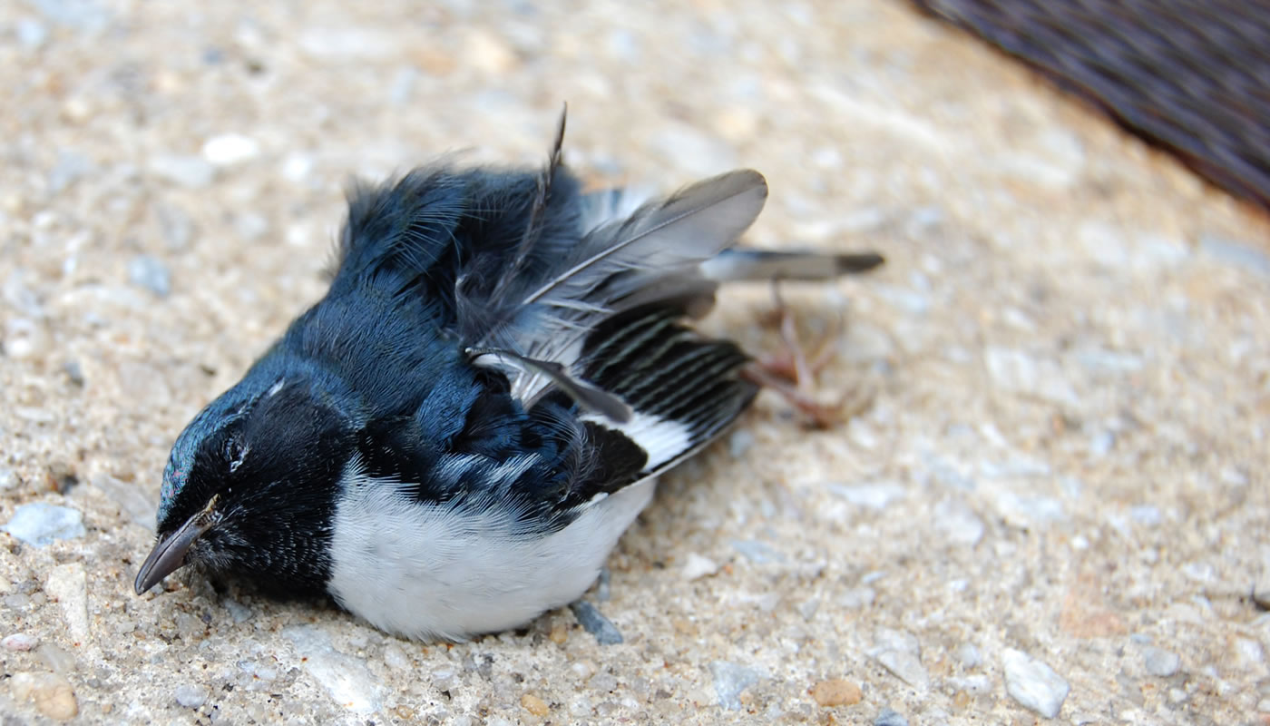 A dead male black-throated blue warbler on the sidewalk.