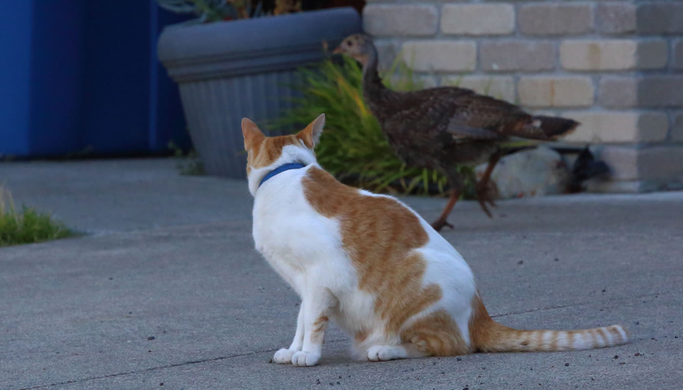 a cat stalking a wild turkey