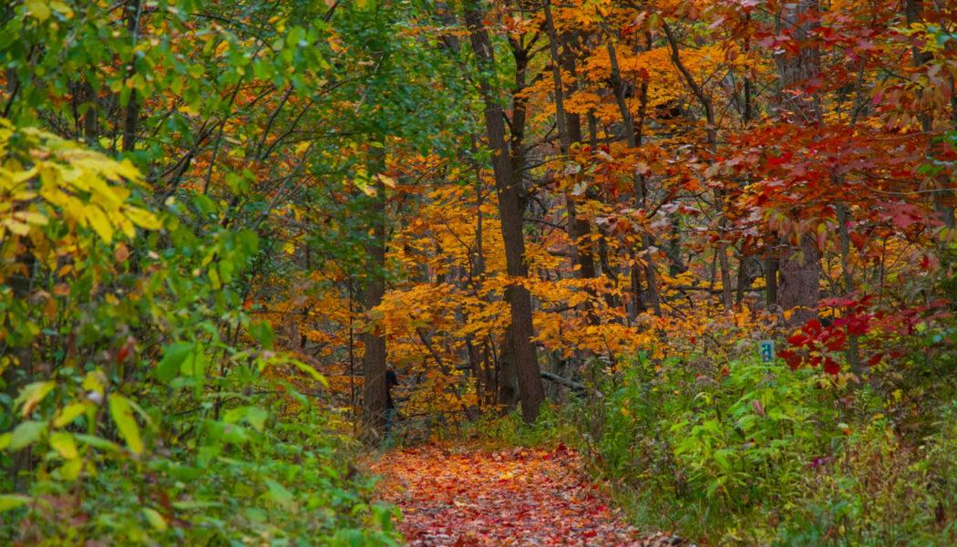 Harms Woods - Forest Preserves of Cook County