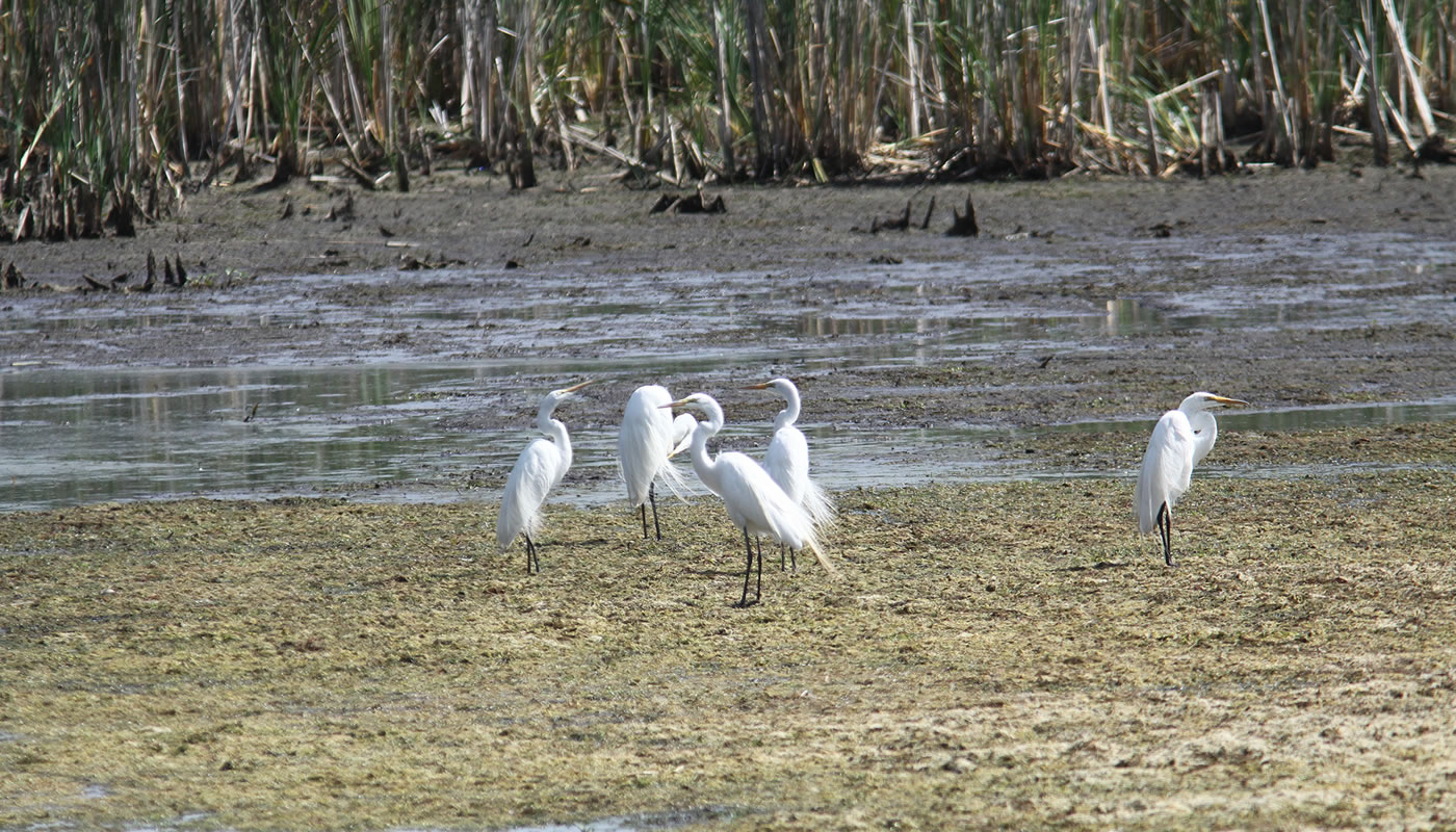 great egrets on the mud flats at McGinnis Slough