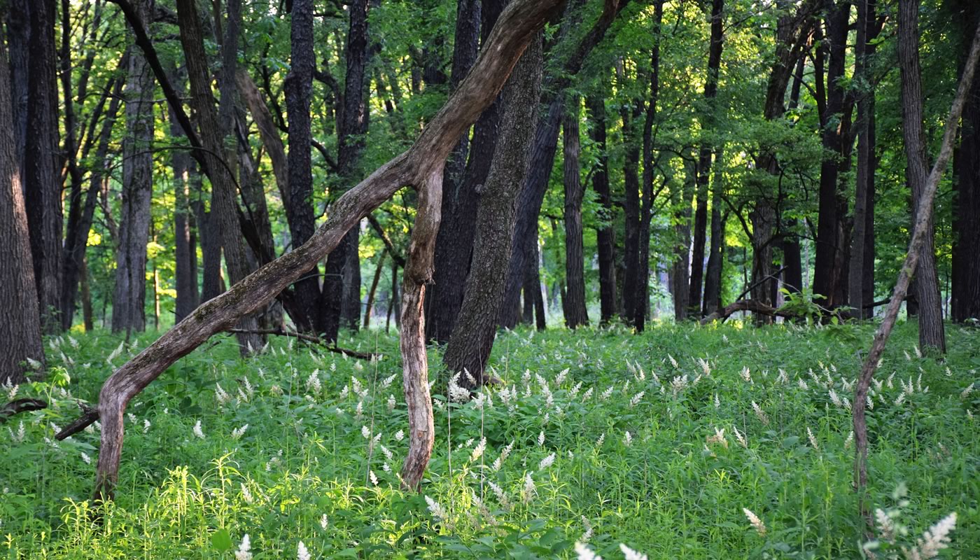 open woodland at Salt Creek Woods Nature Preserve