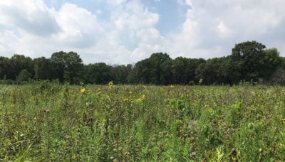 open prairie at Sand Ridge Nature Preserve