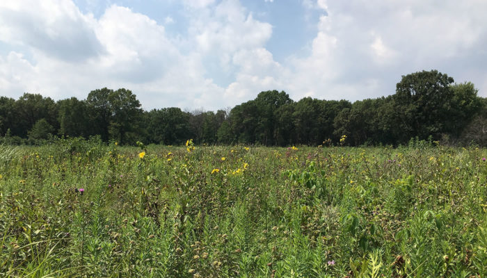 open prairie at Sand Ridge Nature Preserve