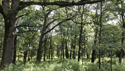 Spears Woods after restoration in August 2019, showing an open woodland.