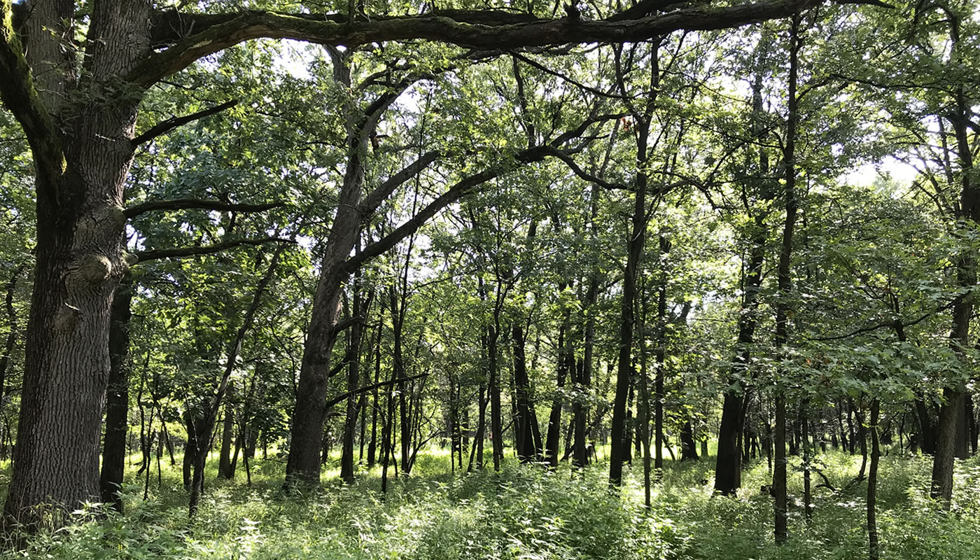 Spears Woods after restoration in August 2019, showing an open woodland.