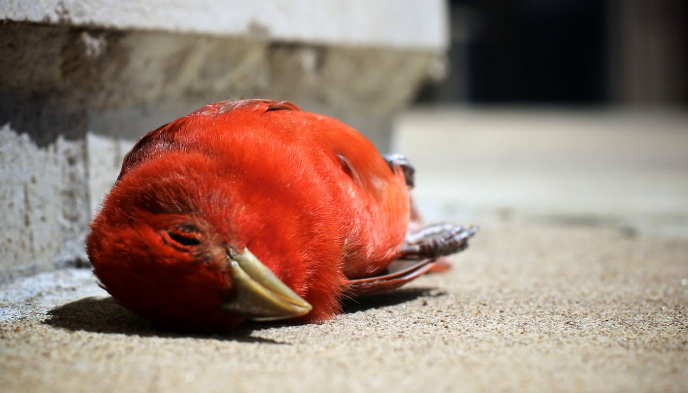 dead summer tanager on the sidewalk