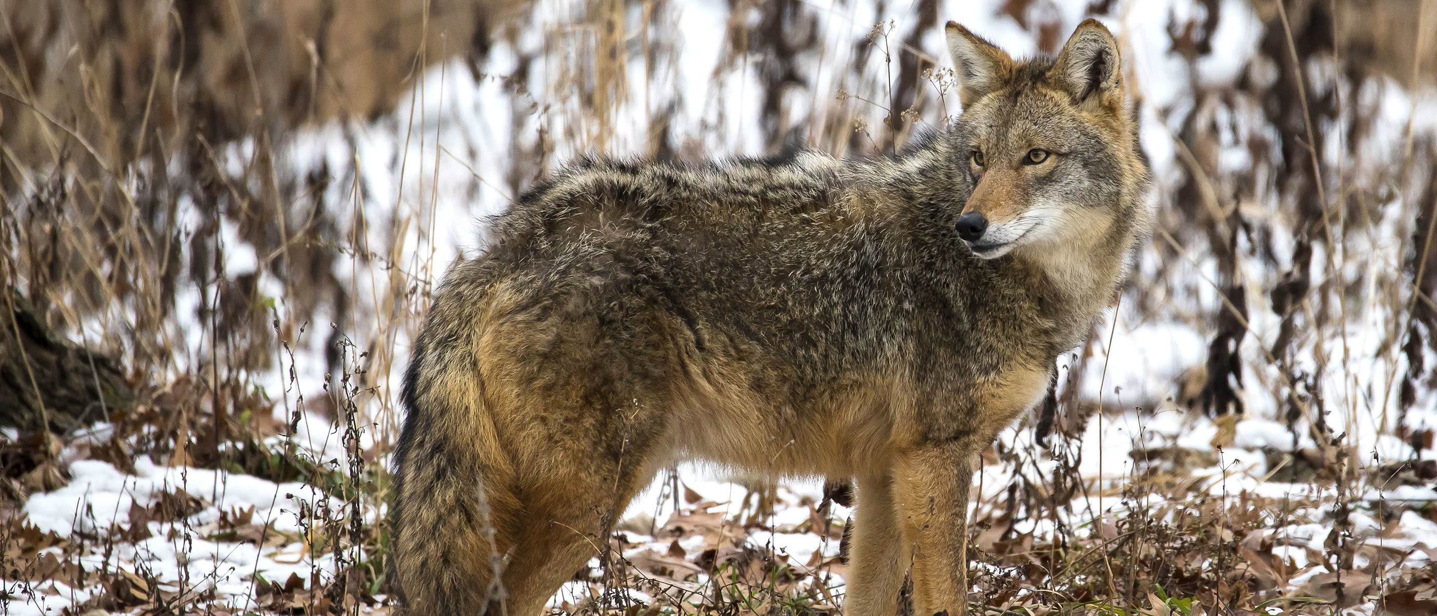 A coyote at Yankee Woods.