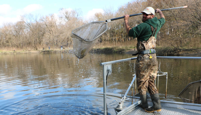 a Forest Preserves staff member with a fish in a net