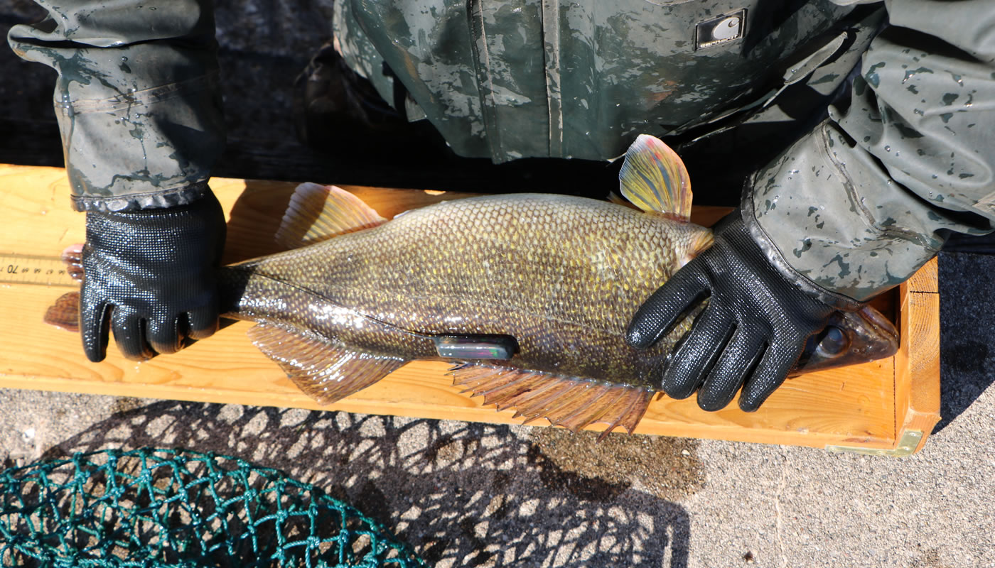 a Forest Preserves staff member measuring a walleye with a transmitter attached