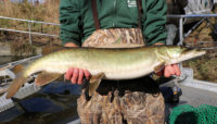a Forest Preserves staff member holding a muskie