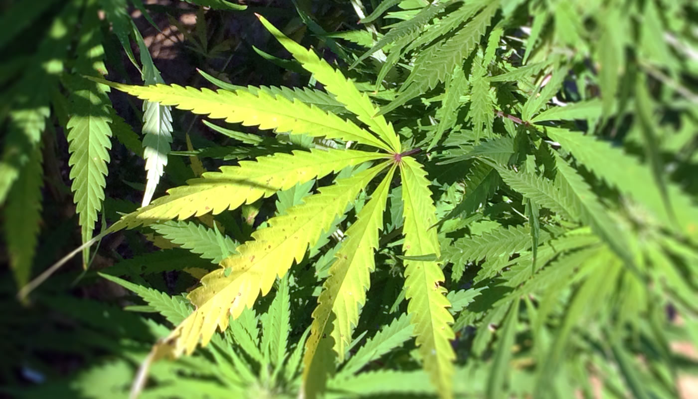 a cannabis sativa leaf