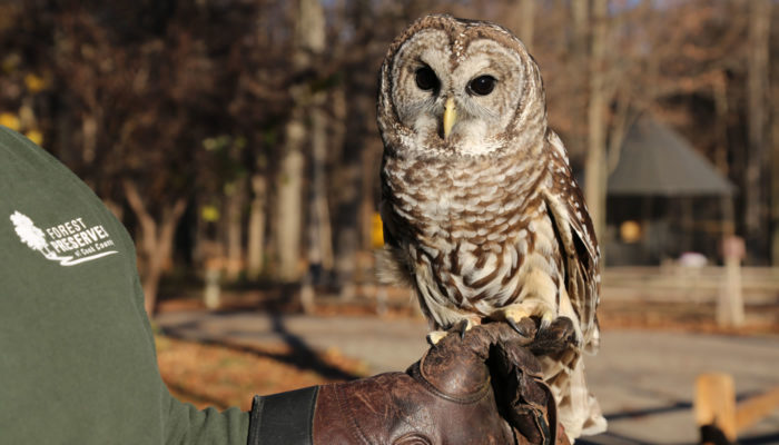 A Forest Preserves staff member holding River Trail Nature Center's ambassador barred owl
