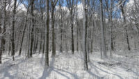 trees and ground covered with snow at River Trail Nature Center