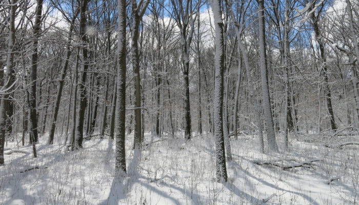 trees and ground covered with snow at River Trail Nature Center