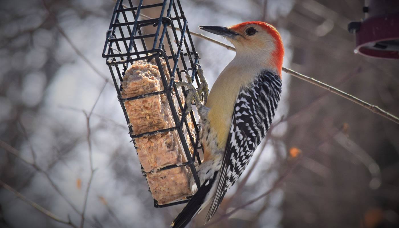 red-bellied woodpecker at a feeder at Trailside Museum