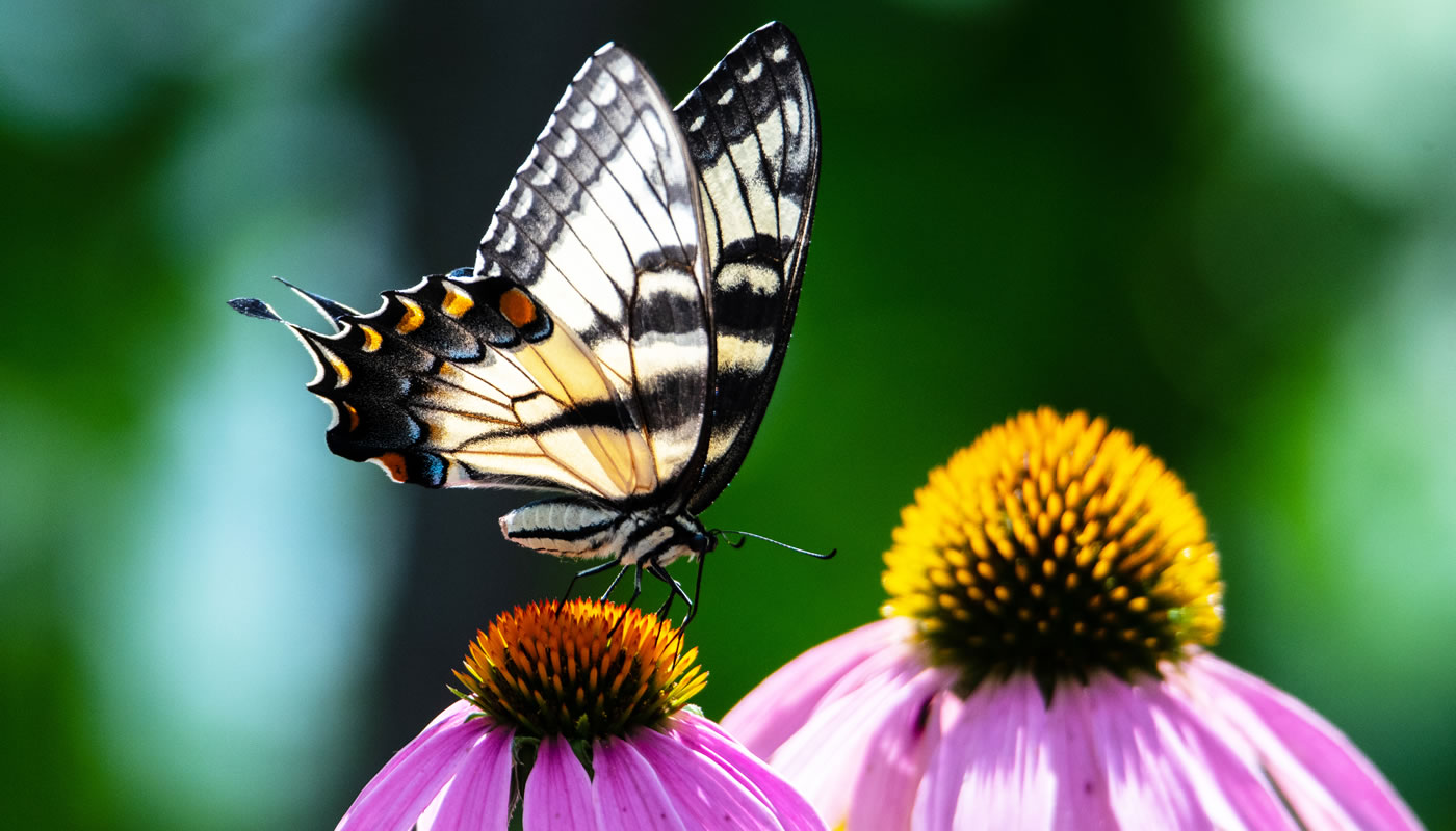 Eastern tiger swallowtail butterfly on a purple coneflower at Chicago Botanic Garden.