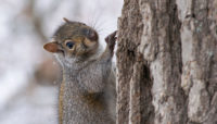 a squirrel climbing a tree trunk