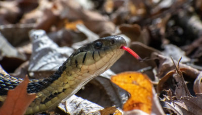 a garter snake at Salt Creek Nature Preserve