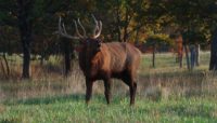A bull elk bugles