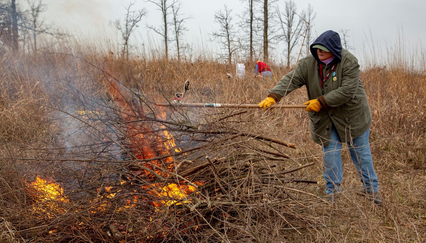 A volunteer throws brush onto a brush pile burn