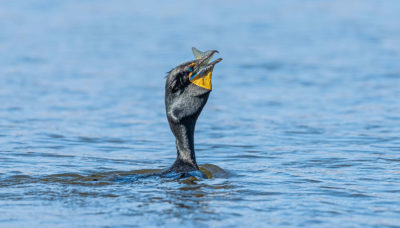 a double crested cormorant eating a fish on Busse Reservoir