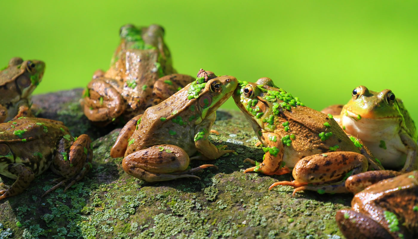 american bullfrogs on a rock at Crabtree Nature Center