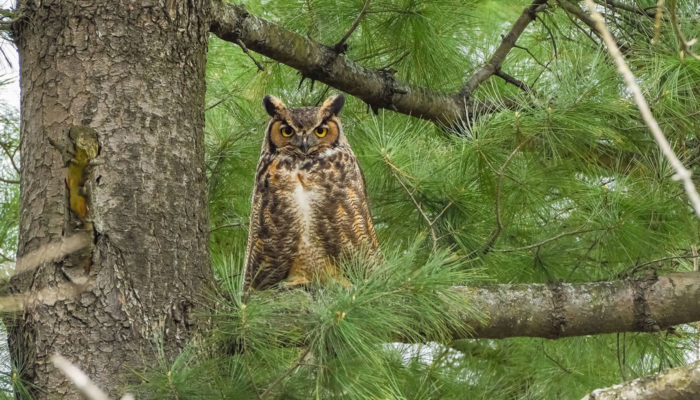 a great horned owl in a tree at Crabtree Nature Center