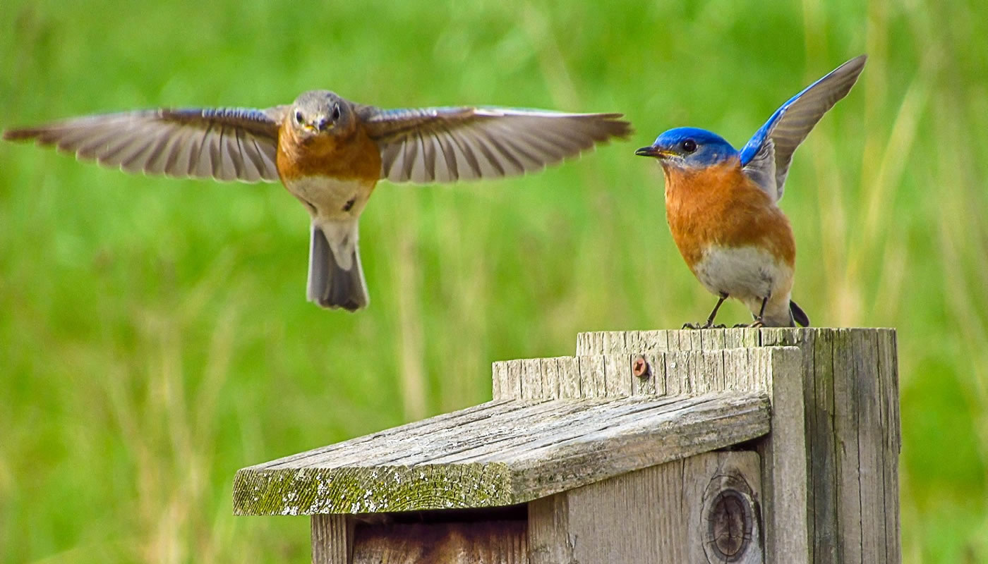 two bluebirds on a nesting box at horizon farm