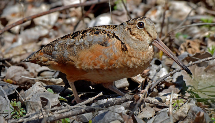 a woodcock on the forest floor