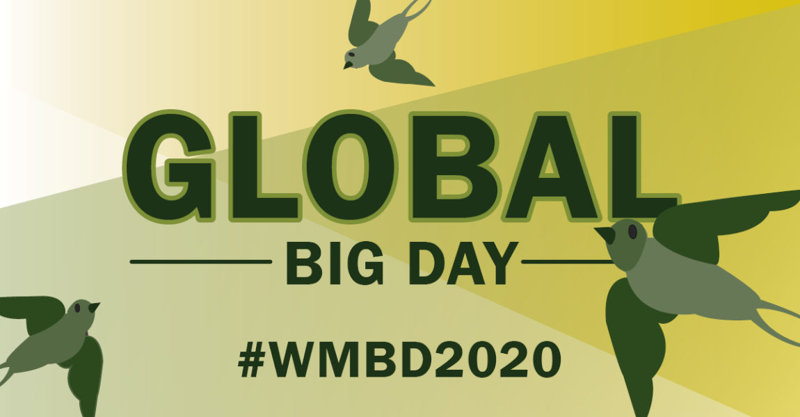 Join the Global Big Day & Celebrate World Migratory Bird Day 2020