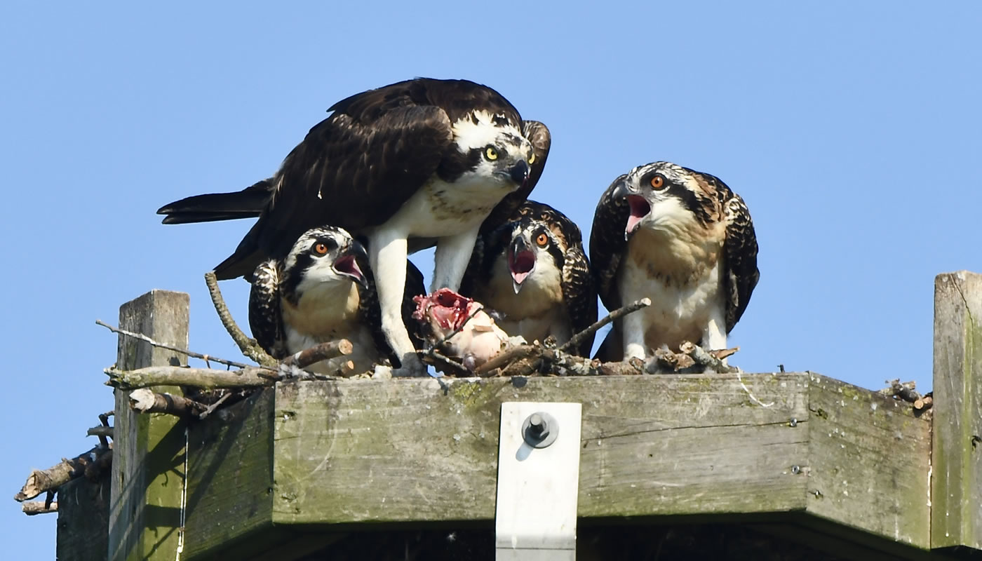 osprey with chicks on an osprey platform at Bakers Lake