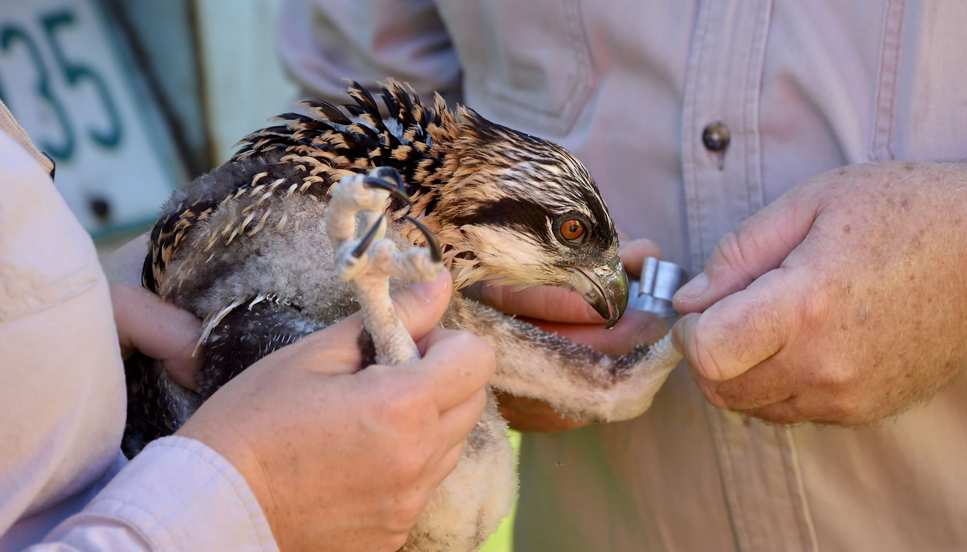 staff banding an osprey chick