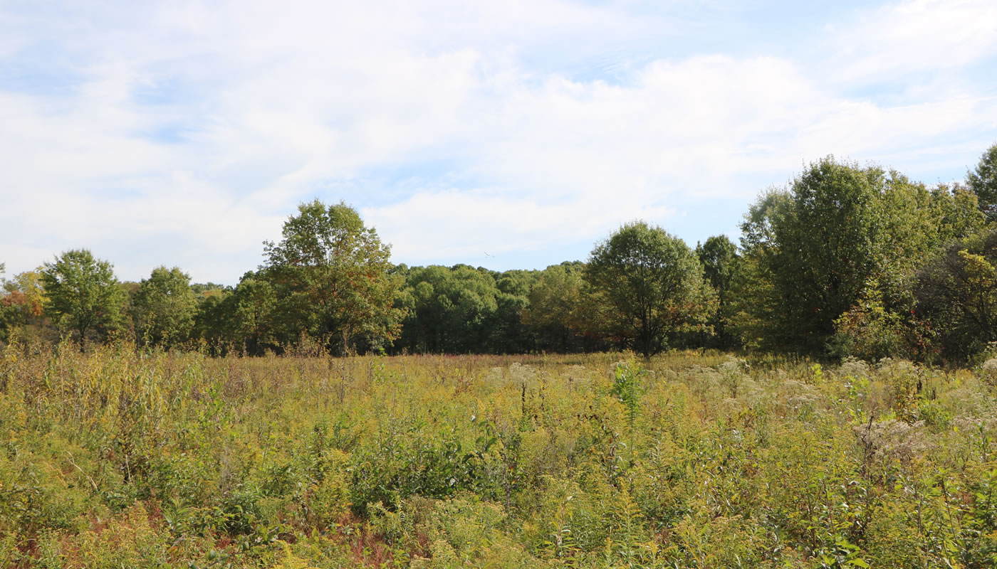 Prairie opening at Salt Creek Woods