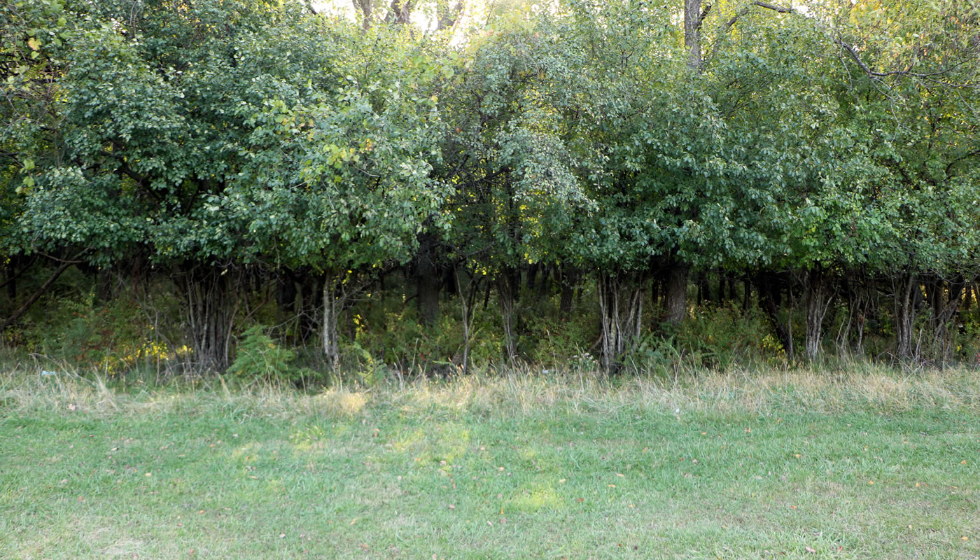 A browse line—a distinct boundary with normal plant growth above and little or no plant growth below—at the height a deer can reach while eating.