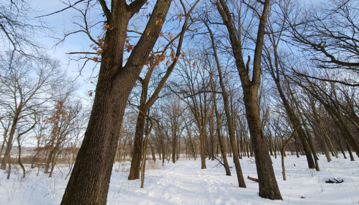 trees along the Black Oak Trail at Little Red Schoolhouse Nature Center during winter