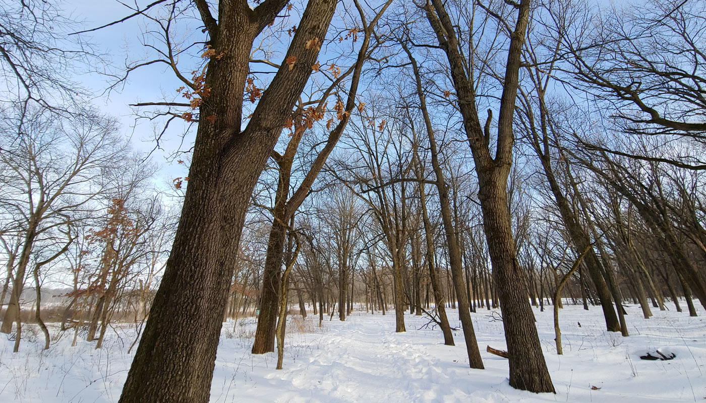 trees along the Black Oak Trail at Little Red Schoolhouse Nature Center during winter