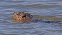 a beaver swimming in water