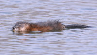 muskrat swimming in water