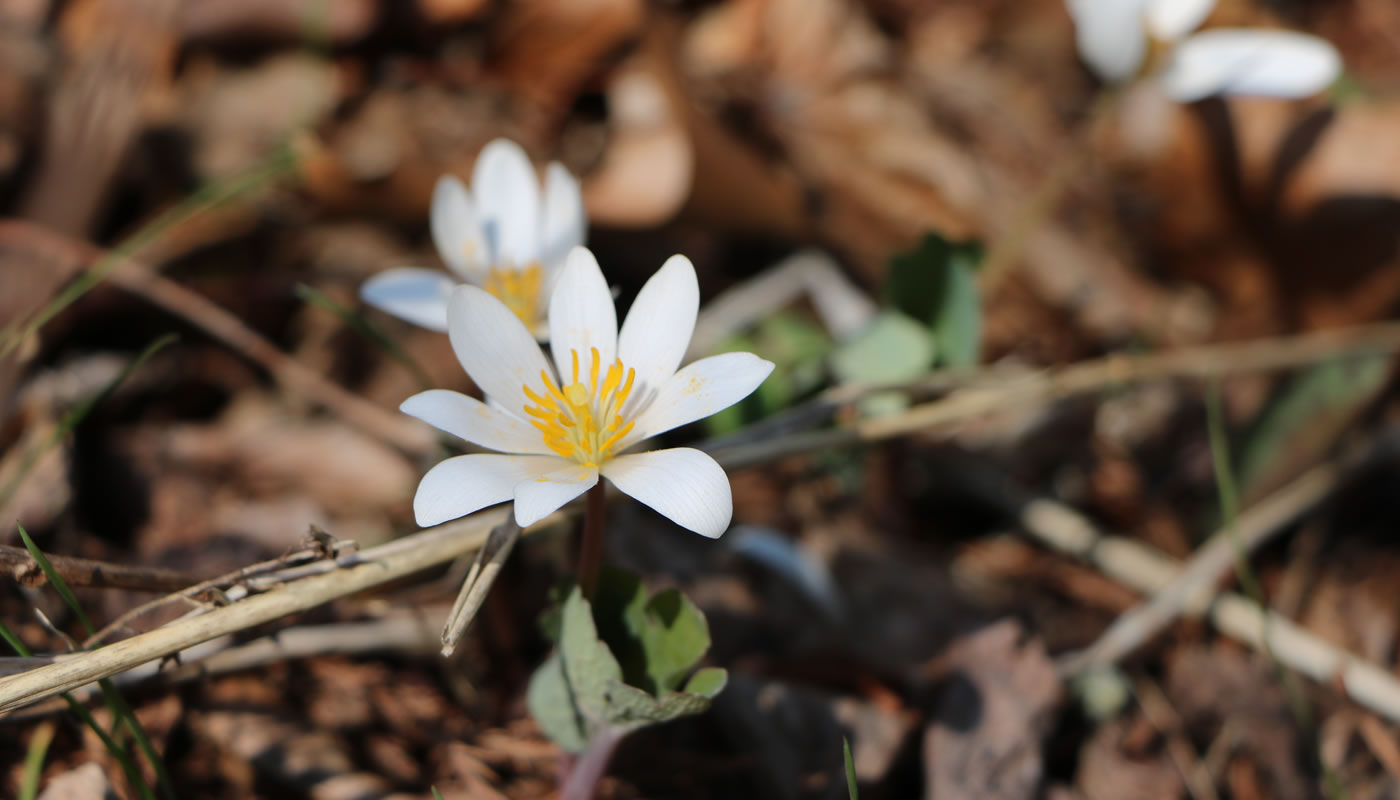 Early Spring in the Woods