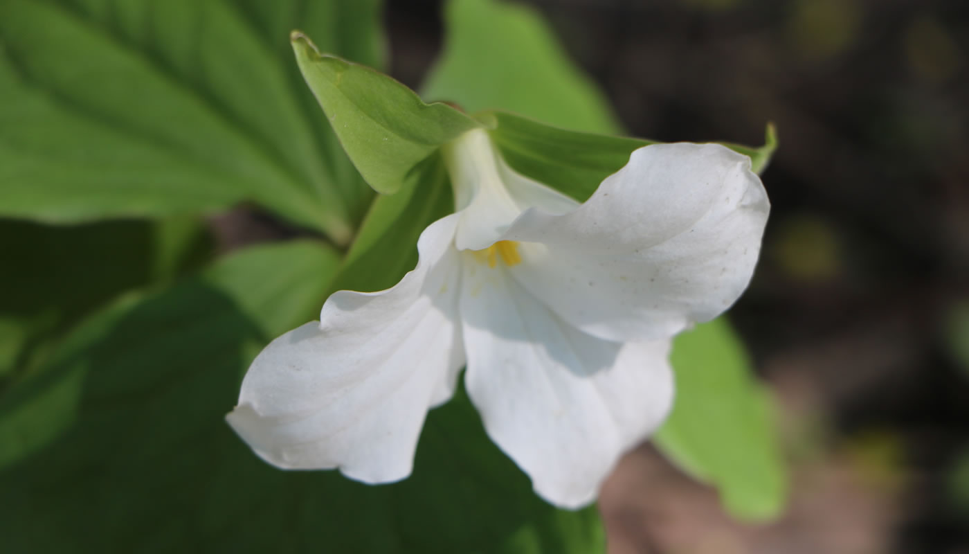 large-flowered trillium wildflower