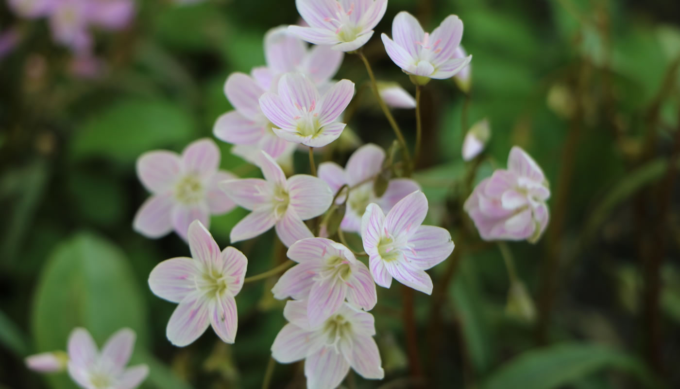 spring beauty wildflower