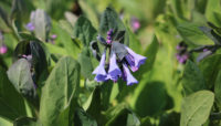 Virginia bluebells wildflower
