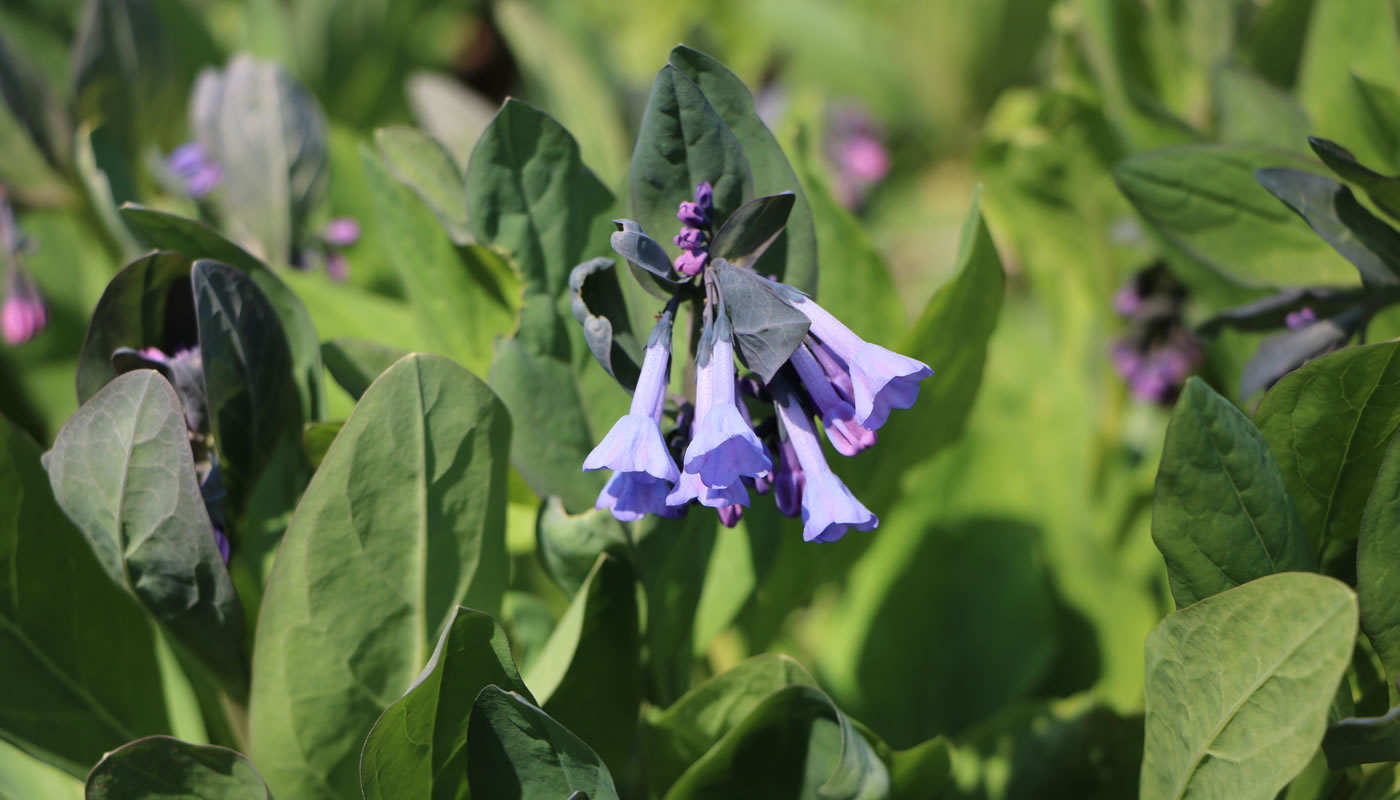 Virginia bluebells wildflower